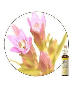 Gentian (n°12), 20 ml